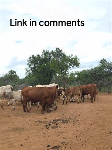 Protecting Our Cattle: Understanding FMD Rules