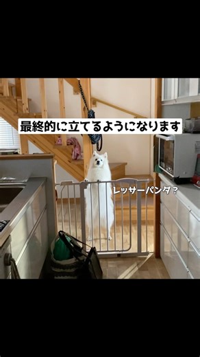 お散歩大好き犬の最終形態はこちら #中型犬 #shorts #日本スピッツ