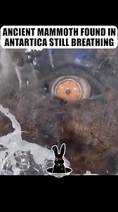785K views · 8.4K reactions | Ancient mammoth still alive found in Antartica!! Look at it move! | The Rabbit Hole | Facebook