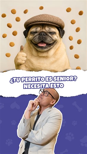 Mi ranking de alimentos para perros senior. Está basado en ingredientes que realmente benefician o no a nuestros peludos senior. Elegir bien puede marcarles una gran diferencia en su calidad de vida. ¿Qué alimento le das a tu perrito? Escríbeme en los comentarios y te doy una asesoría gratis. #ranking #perrosperu #alimentacion #senior #AcuLi #top10 | Acu Li - Clínica Veterinaria
