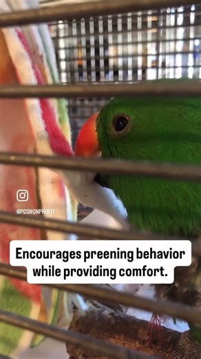 Snuggle Buddy! A cozy comfort toy for birds who love to preen or cuddle.