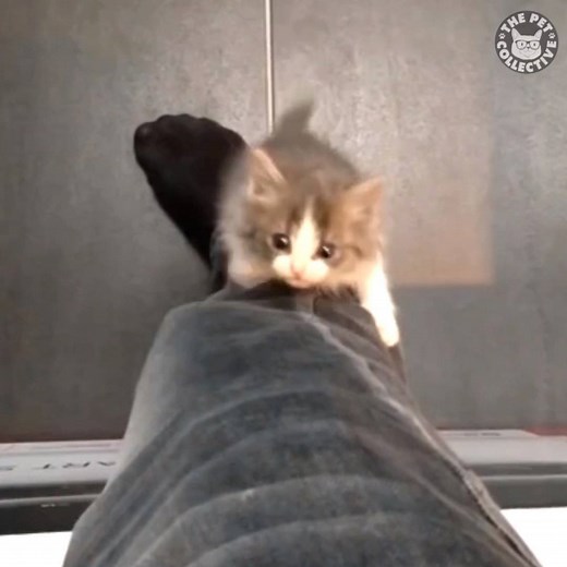 7.9M views · 240K reactions | Best climbers out there!  | The Pet Collective | Facebook