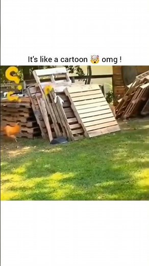 Unreal video of chicken chasing the dog 🤯🤯🤯