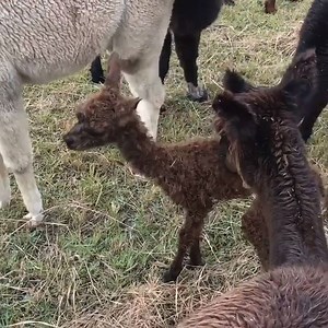10K views · 489 reactions | Australian Alpaca Barn had a wobbly new arrival yesterday! They are a small family run business that specialise in quality products made from alpaca fibre grown in Australia. Check them out here https://bit.ly/2tBzEJO | Australian Made Campaign | Facebook