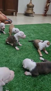 #accadeoggi kira e Mascherata 🐶🐶 #kira_family #kira #mascherata #amstaff #amstaff_love #amstafflove | Kira Family