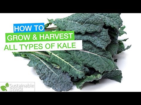 How to Grow & Harvest all Types of Kale