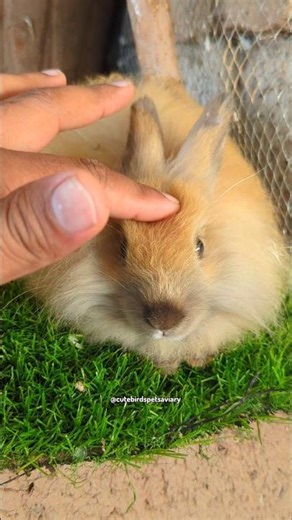 rabbit sound #rabbit #bunny #cutebirdspetsaviary #shorts #viralshorts