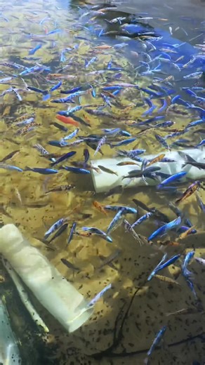 Exploring African Cichlids in Freshwater Aquariums