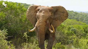 Can You Really Outrun an Elephant?