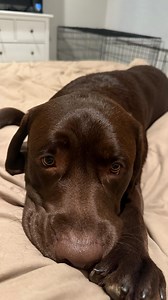 635K views · 257 reactions | His sleepy snuggles could cure depression 梁梁 #labrador #labradorvideos #labradorretriever #chocolatelab #labpuppy #puppiesofinstagram #puppylove #labstagrams #talesofalab #talesofalabpuppy #puppylove #labs_of_insta #dogmom #spoileddog | The Lab Woody | Facebook