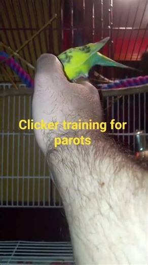 Clicker Training Baby Parrots Using DIY Clicker Pen