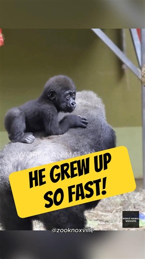 Just Look at Him Now! 🦍 (feat. Cletey)