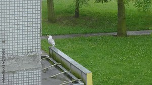 Seagull perched on roof of house, rainy day