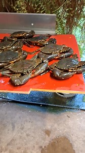 34 reactions · 7 comments | 9. Good catch this arvo. #Sunset #boatramp #fblifestyle #fishing #crabbing #boating #fun #nature #wildlife #safety #goodtimes #mudcrab #highlightseveryone #highlightseveryonefollowers #sharethisreel #followersreels #viralreelschallenge #reelsfb #reelsinternational #views1m #vibes #lifestyle #excited #friends #followers | Mark Bevan | Facebook