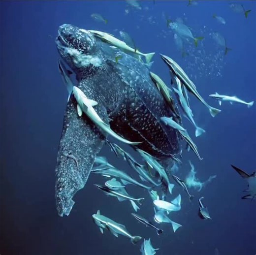 4K views · 19 reactions | Epic experience following this one eating jelly fish, creating an ecosystem adopting whatever was living around each one as he ate their home. Most leatherbacks eventually turn and try to chase you off which is wild when a bucket sized sharp mouth and 500-1000# animal tries to bite you #leatherback #turtle #underwater | Cameron Kirkconnell | Facebook