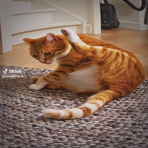 Cat Enjoys Phonk Music Vibes