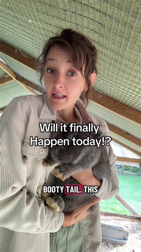 Silver Fox rabbits first breeding success: beginner meat rabbit win