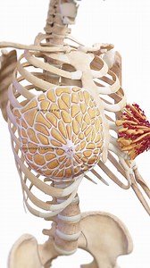 The Anatomy of the Breast The breast is more than just soft tissue; it’s a dynamic structure composed of: Mammary Fat: Provides shape and cushioning. Mammary Glands: Produce milk during lactation. Suspensory Ligaments (Cooper’s Ligaments): Support breast structure, connecting skin to the chest wall. This network ensures both function and form. Watch our 3D animation to see how these components interact! #BreastAnatomy #MammaryGlands #SuspensoryLigaments #MedicalAnimation #science #meded #medical