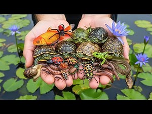 Catch and Release Adventure | Cinematic Macro Wildlife Expedition | Finding Insects