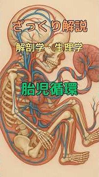ざっくり解説 解剖学・生理学 胎児循環 #柔道整復師学生#理学療法士 #解剖学 #看護師 #看護学生 #shorts