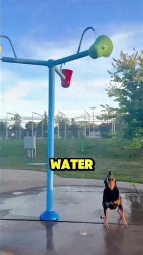 POV: You found the Funniest Animal Moments EVER! 😂 #funnyanimals #cutepets #animalfail