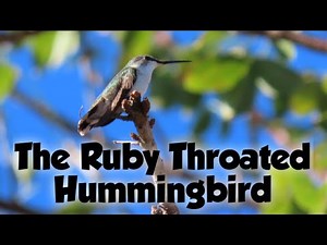 Ruby-throated Hummingbird Mini Documentary | ID, Food, Habitat, Nesting & Behavior