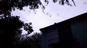 2.2K views · 172 reactions | Swarming is a bat behaviour that is not...