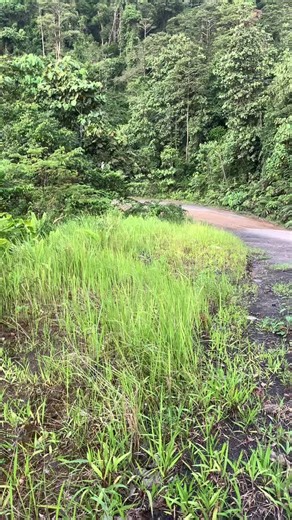 Rindu ninga munyi jelu tok ngelajak🤣#viraltiktok#lory#tabungbalaksarawak#mercedes_benz_3836#solomonislandstiktok🇸🇧
