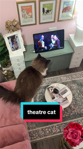 Meredith: The Theatre Cat Who Loves Hamilton
