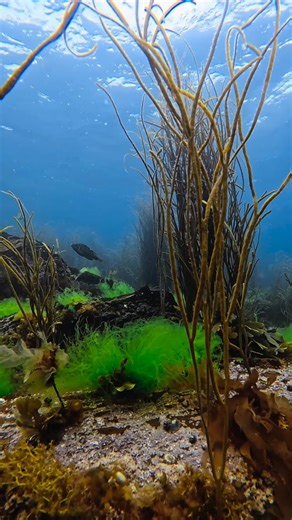 Gio Prince - Scuba Diver on Instagram: "We are so lucky to have some of the best diving in Europe here in the UK 🤿 Just to note these clips were not filmed today, this is a collection of clips I filmed at different times throughout the year. Some of the species featured, such as the John Dory, are mostly seen inshore during the warmer months, whereas seals and some sharks can be seen even in the winter!"