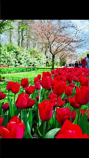 🌷 World’s Largest Tulip Garden 🌍 | Keukenhof Amsterdam 2026