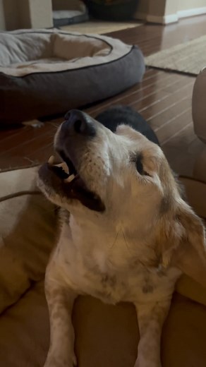 Happy Tuesday! Penny and Copper | Chris Light