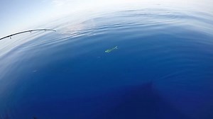 Mahi on the Run !!! | Fishingfins | Facebook