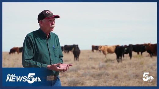 A dry winter, but this rancher's cattle are thriving. Here's why