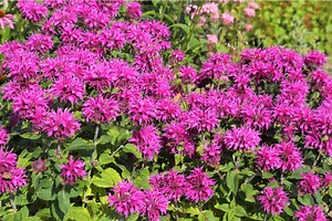 Monarda: la guida pratica per coltivare il "fiore del bergamotto"