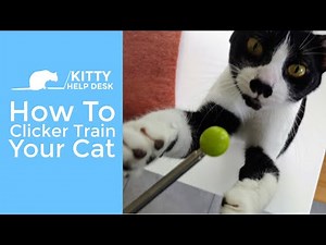 How To Clicker Train Your Cat