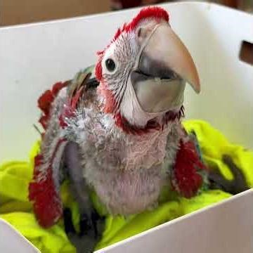 Baby Macaws are growing! 5 weeks old ❤️❤️