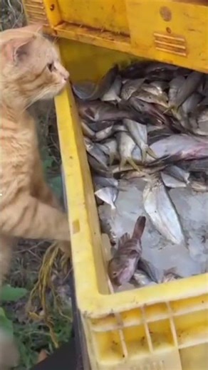 You are my favourite fish in the ⛵🌊🐈🐠#cutecat#catlovers#catfish#shotsvideo#ytshorts#catvideos#like