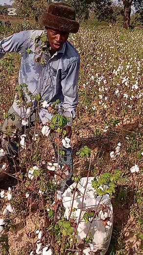 Le moment de la récolte on arrête tous pour récolter d'abord. Respect à tous les cultivateurs🙏🙏🙏 | Comédien Kara