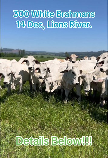 300 White Brahman Cattle for Sale in KZN