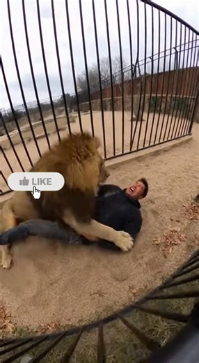 Lion attacks trainer at zoo 😮😮 | TRY lt 69