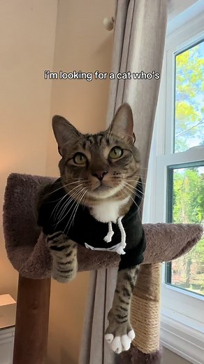 Searching for the Perfect Loki-Inspired Cat