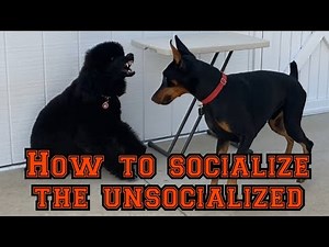 Learn how to socialize quickly but safely