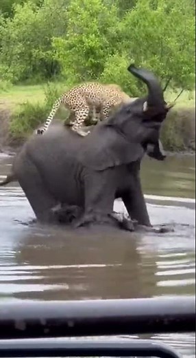 Elephant Shakes Off Cheetah like a Boss 💥🐘