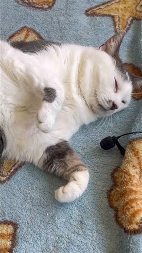 Cute Cat purring for relaxation and deep sleep. Cute Cat purring for you. Cat Guan In Purr power 3