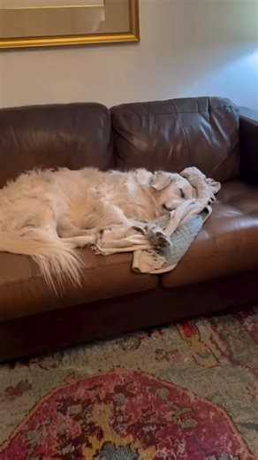 Cheek 2 Cheek. #CheekToCheek #goldenretriever #puppies #fblifestyle #sleepy | Along Came Polly, Rosie and Bubba