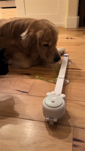 The cats got another great interactive cat toy from @Happycode! #catparents #cattoys #catsoftiktok #cattok #happycode