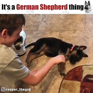 518K views · 14K reactions | Wow Animals on Reels | Facebook