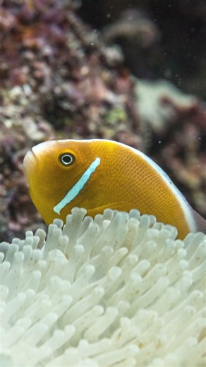 Yasawa Islands, Fiji 🇫🇯 | Tropical Paradise Above & Underwater