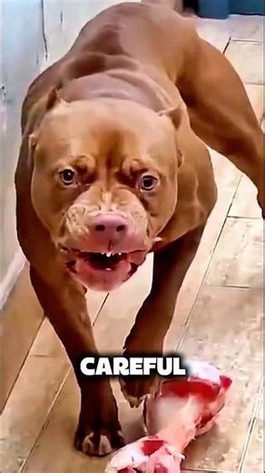 Rabid Dog Attacks Humans #animals #facts #wildlife #shortsvideo #vivia alshorts a